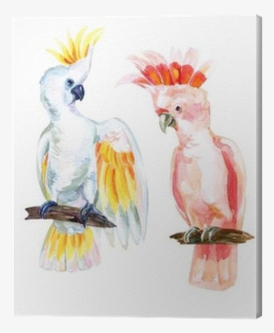 Watercolor Australian Cockatoo Canvas Print - Watercolor Painting