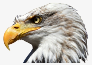 Eagle, Eagle, White Neck Eagle, White Png And Psd - Burung Garuda Tampak Samping