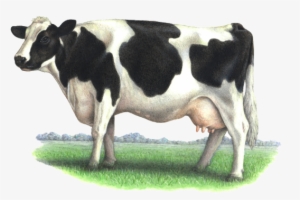 Cow Png - Dairy Cow Png