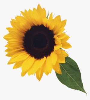 Sunflower Png - Sunflower Clip Art