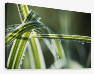 Dew Clings To Ornamental Grass
