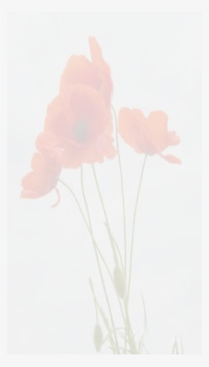 Inform The Doctor - 3drose Lsp 217331 1 Delicate Red Poppies Vector - Single