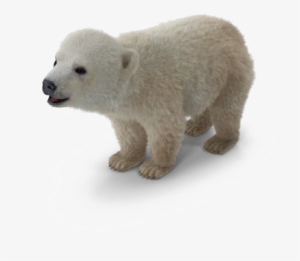 Polar Bear Png Background Image - Polar Bear