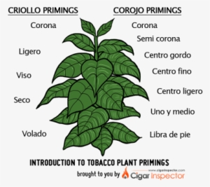 Tobacco Plant Primings Chart - Tobacco Plant Clip Art