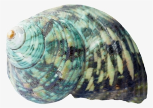 Seashell Png Transparent Image - Seashell Png
