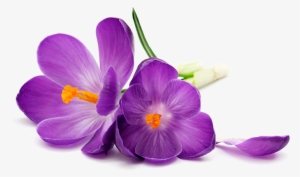 Purple Flowers Png Image Transparent - Purple Flower On A White Background