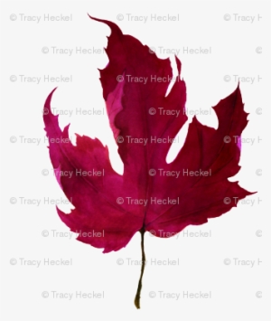 Red Maple Leaf Watercolor - Maple Leaf