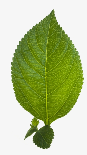 Leaf Png Hd - Png Hd