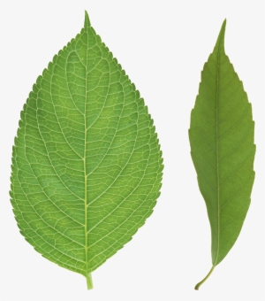 Green Leaf Png - Tree Leaves Png