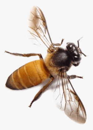 Bee With Yellow Butt