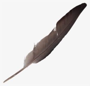 Free Download - Feathers Png