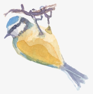 Hand Drawn Catching Tree Branch Watercolor Transparent - Momordica Charantia