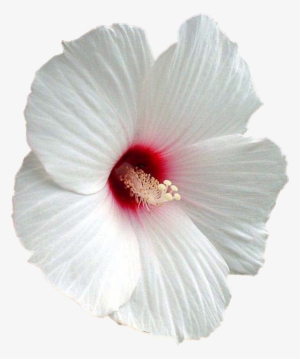Flower Shoeblackplant Mallows Clip - Hibiscus Png