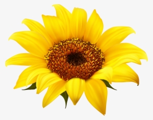 Sunflower Png Clipart - Transparent Background Sunflower Png