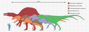 Size Comparison Of Selected Giant Theropod Dinosaurs, - Sizes Of Dinosaurs Compared To Humans