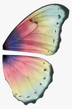 Ali Fate - Butterfly Wings High Resolution