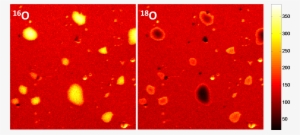Sims Maps Indicating Native 16o Concentrations And - Pattern