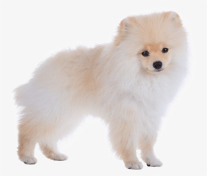 Pomeranian - Pomeranian Transparent