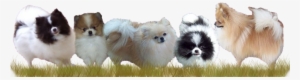 Pomeranians - Pomeranian Puppies Png