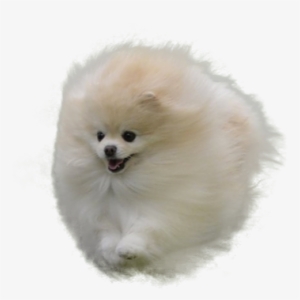 Pomeranian In The Air - White Pomeranian No Background