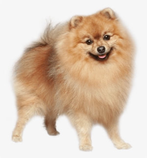 German Spitz Mittel German Spitz Klein Pomeranian Finnish - German Spitz Dog