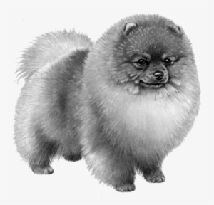Pomeranian - B&w - Pomeranian Dog Counted Cross Stitch Pattern