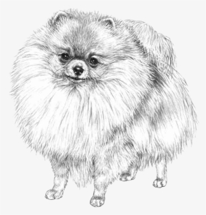 Pomeranian - Spitz Pomerania Disegno