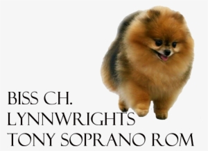 Lynnwrights Tony Soprano Rom - Pomeranian