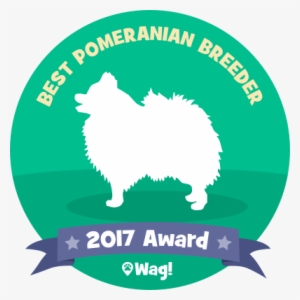 Three Girls Have Come Into Heat - Pomeranian