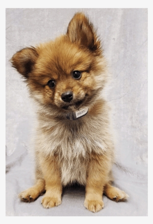 Pomeranian - Teacup Pomeranian Puppies
