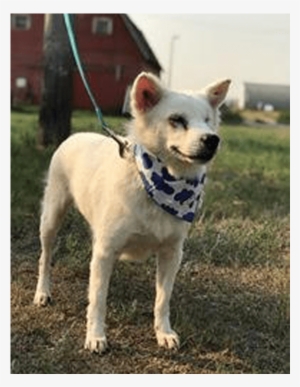 Adult Rate - Companion Dog