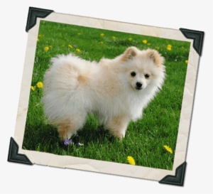 Lucy Has Been Such A Joy To Our Family - German Spitz Mittel