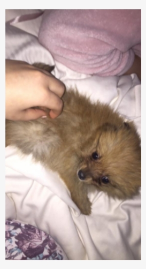 Teacup Pomeranian Puppy 8 Weeks Old - Dog