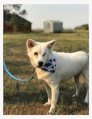 Adult Rate - Kishu