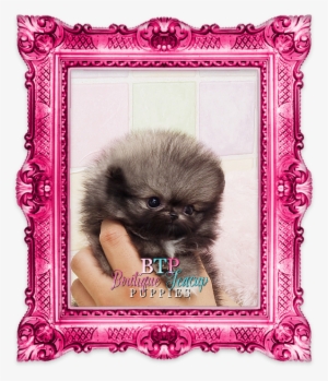 Toy Puppies, Teacup Puppies, Pomeranians, Tea Cups, - Kaisercraft Frosted Foiled Cardstock 12"x12" - Blizzard