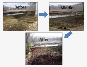 None Of This Would Have Been Possible Without The Hard-work - Freshwater Marsh