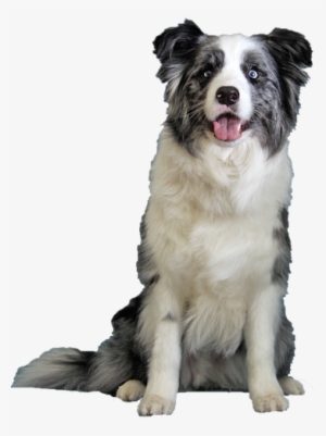 Why Choose A Blue Merle Border Collie To Be The Star - Dog Border Collie Png