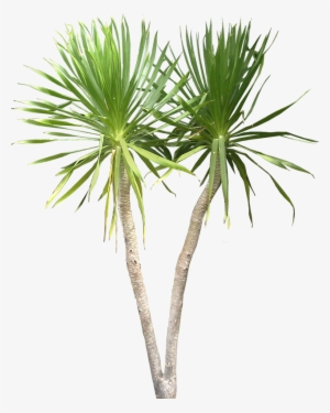 Tropical Plant Png - Dracaena Draco Png