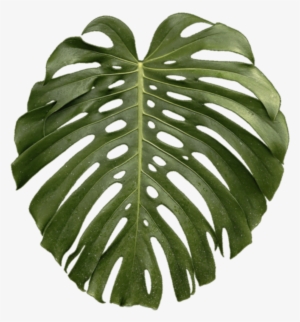 Tropical Plant Leaf Png - Transparent Tropical Plant Png