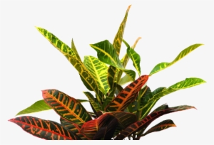 All These Great Ideas Into The Self-taught Generation - Plants For Photoshop Png