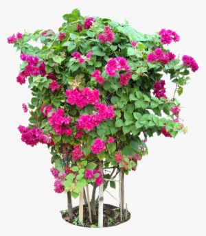 Tropical Plant Pictures - Bougainvillea Plants Png Format