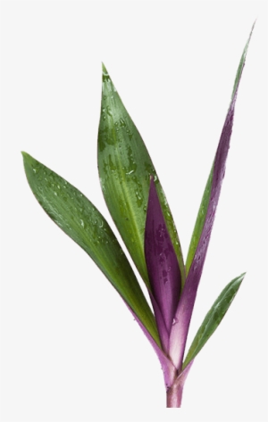 Congratulations To Our Very Own Mike Lewis He Is The - Ti Plant