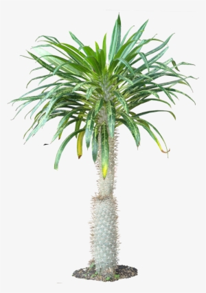 Tropical Plants Png - Pachypodium Png