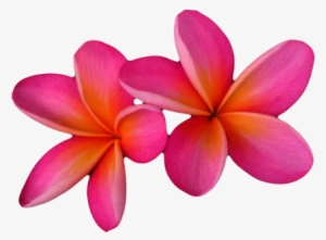 Welcome To Northern Tropical Plants - Pink Frangipani Png Format