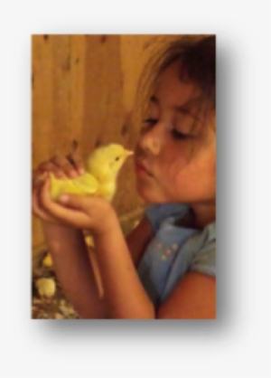 Animals Raised In A Caring Farm Environment Are Never - Cockatiel