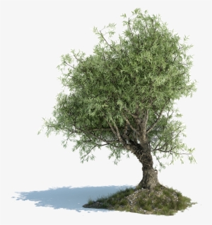 Olive Tree Png Image Library Download - Old Olive Tree Png