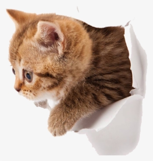 Cute Kitten Png Image Hd Wallpaper Download For Android - Kitten Png