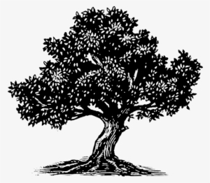 Weekly Classes Beth Yeshua Messianic Synagogue - Fig Tree Silhouette