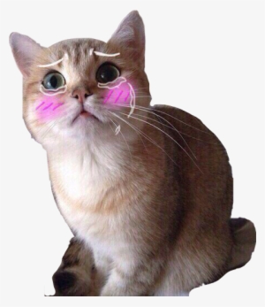 Sad Cat Sadcat Cute Kitten Freetoedit - Cat