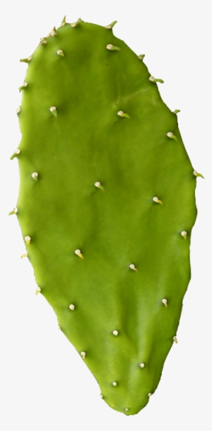 Estreñimiento Y Hemorroides - Leaf